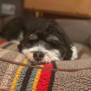 Meet your Posher, Noah